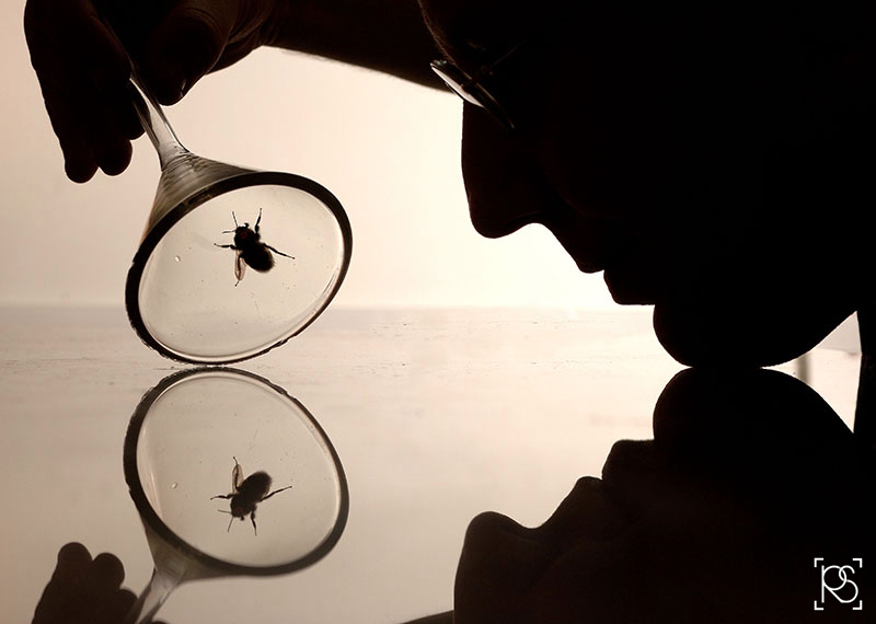 STEVE LE COMBER A BIOLOGIST AT QUEEN MARY, UNIVERSITY OF LONDON HAS BEEN RESEARCHING BEE'S FORAGING BEHAVIOUR, ANALYSING THE DATA AND PUTTING TOGETHER A GEOGRAPHICAL PROFILE. Â©RUSSELL SACH - 0771 882 6138